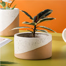 Ceramic flowerpot in linen color containing a lush houseplant, with visible leaves characteristic of arecales or palm tree family.