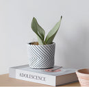 A collection of ceramic hand-painted planters with textured designs, featuring a variety of houseplants in decorative pots, some resembling vases, displayed against a rectangular paper background with artistic elements.