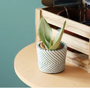 Ceramic hand-painted planters featuring textured designs with houseplants, displayed on a wooden table.