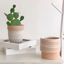Ceramic island holiday plant pots on a wooden table, featuring an assortment of houseplants in flowerpots with a hardwood background.