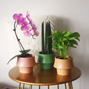 Glazed ceramic planter in rosa color with a Scandinavian style, featuring a houseplant with violet petals on a table.