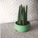 Green succulent plant in a rectangular Rosa glazed ceramic planter with a Scandinavian style, featuring a wooden pattern and textured surface.