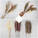 A set of 30 dried pampas grass flowers displayed as interior decoration, featuring natural twigs and branches from the grass family, ideal for adding a touch of nature to home decor.