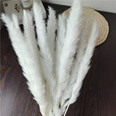 A set of 25 dried pampas grass flowers, featuring natural woolen textures and feather-like appearances, perfect for interior decoration.