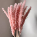 Set of 30 dried pampas grass flowers featuring fluffy plumes and natural stems, ideal for interior decoration.