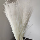 Set of 28 dried pampas grass flowers featuring feathery plumes and natural hues, ideal for interior decoration.