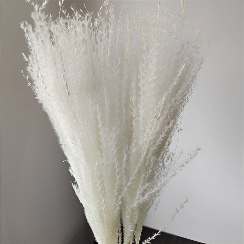 Set of 28 dried pampas grass flowers featuring feathery plumes and natural hues, ideal for interior decoration.
