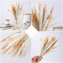 A set of 30 dried pampas grass flowers, featuring natural branches and twigs with feather-like textures, ideal for interior decoration.