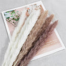 A set of 30 dried pampas grass flowers featuring natural brown and feather-like textures, ideal for interior decoration.