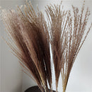 Dried pampas grass flowers set featuring 30 pieces for interior decoration, displaying various tints and shades with twig, feather, and grass textures.