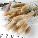 A set of 30 dried pampas grass flowers, featuring fluffy plumes and slender twigs, ideal for interior decoration.