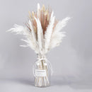 A set of 30 dried pampas grass flowers, showcasing natural feather-like textures ideal for interior decoration.