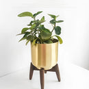 Golden iron plant stand featuring a wooden base, displaying a houseplant on a rectangular table.