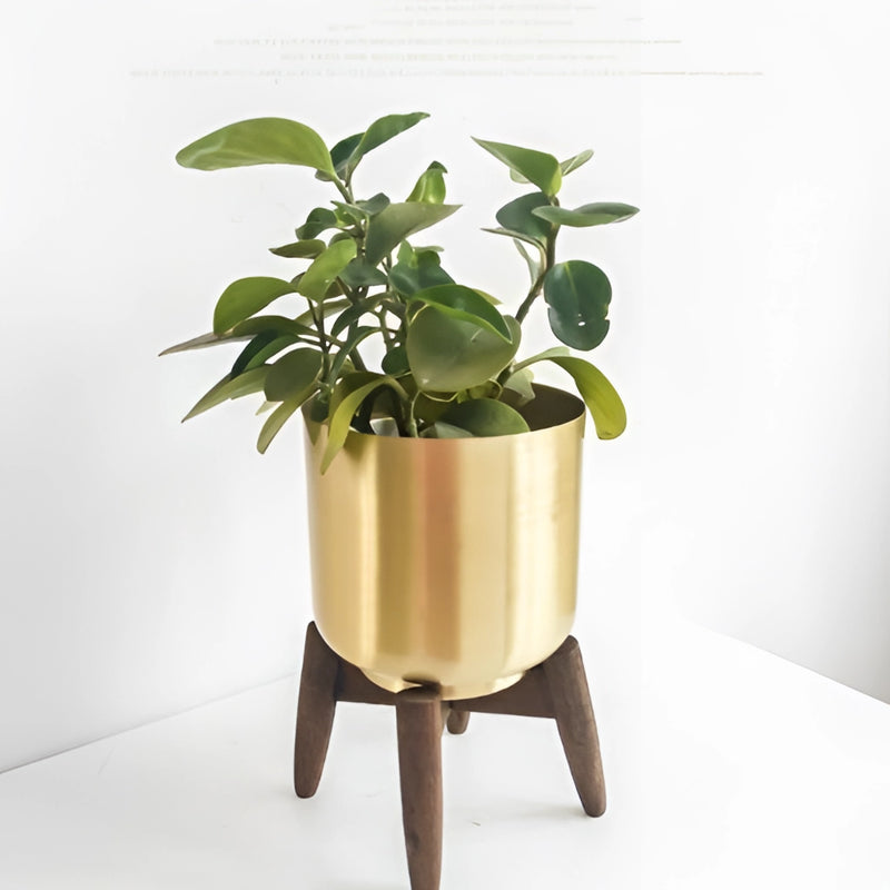 Golden iron plant stand featuring a wooden base, displaying a houseplant on a rectangular table.