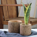 Rattan-style cement planter with a natural texture, featuring a green terrestrial plant, displayed on a wooden rectangular surface.