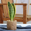 Rattan cement planter with a natural texture, featuring a houseplant in a hardwood flowerpot, positioned on a wooden floor.