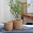 A rattan cement planter with natural texture, filled with a lush green houseplant, set against a wooden wall, enhancing the interior design.